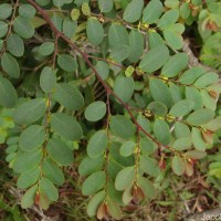 Phyllanthus retusus Dennst.